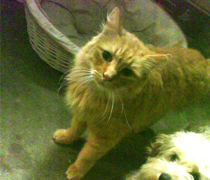 开云体育全站-快船在连败后成功“绝地反击”，季后赛形势逐渐明朗！，nba快船绝杀